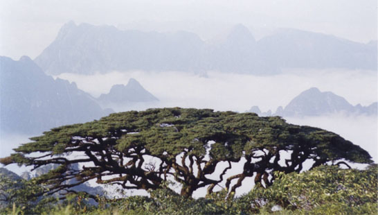 来宾金秀瑶族自治县